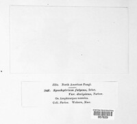 Miyabella aecidioides image